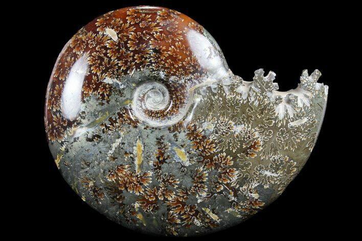 Polished, Agatized Ammonite (Cleoniceras) - Madagascar #97383
